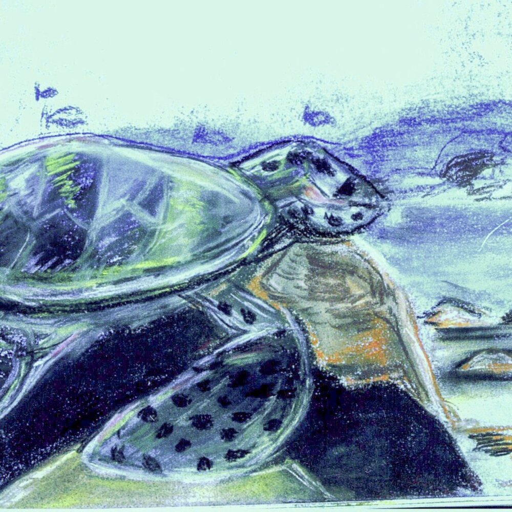 Original Drawings by Catherine Shapiro